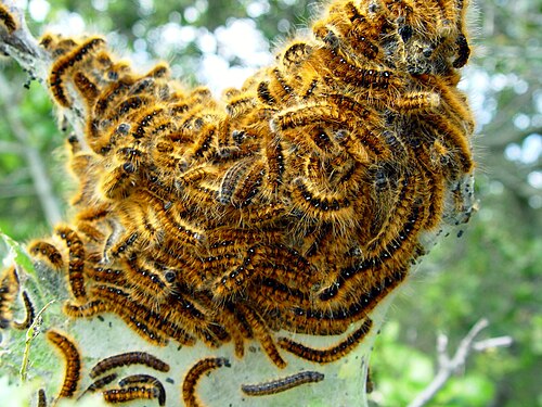 Western Tent Caterpillar Moth reference