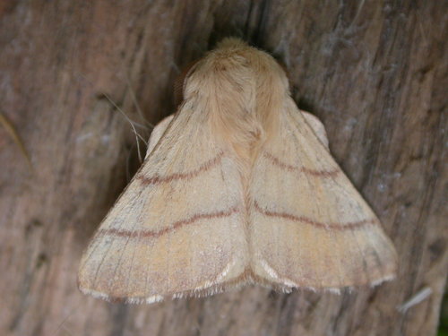Lackey Moth reference
