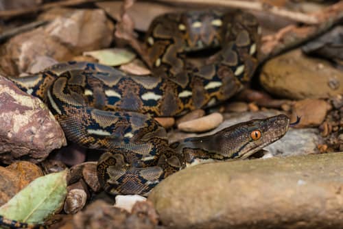 Reticulated Python reference