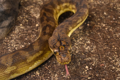 Timor Python reference