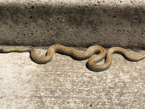 Montpellier Snake reference