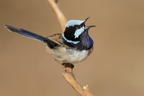 Superb Fairywren reference