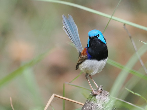 Variegated Fairywren reference