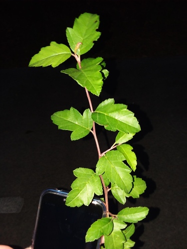 Southern Crabapple reference