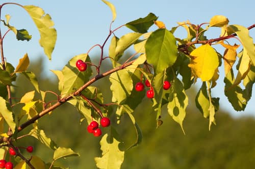 Siberian Crabapple reference