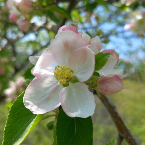 Orchard Apple reference