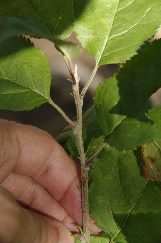 Prairie Crabapple reference