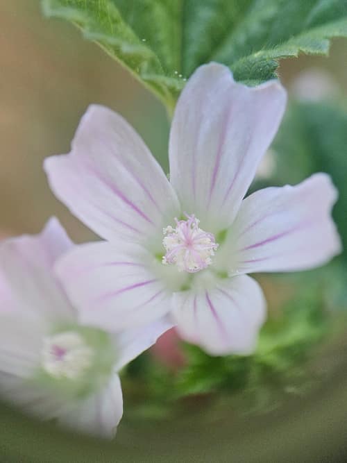 Common Mallow reference