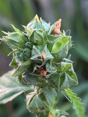 Three-lobe False Mallow reference