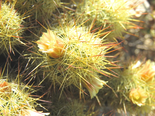 Gold Lace Cactus reference