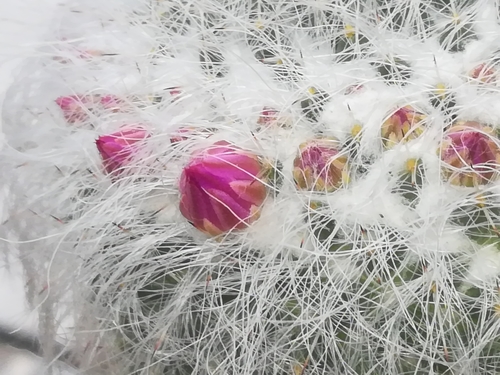 Old Lady Cactus reference