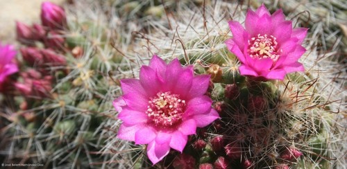 Rose Quartz Cactus reference