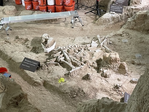 Columbian Mammoth reference