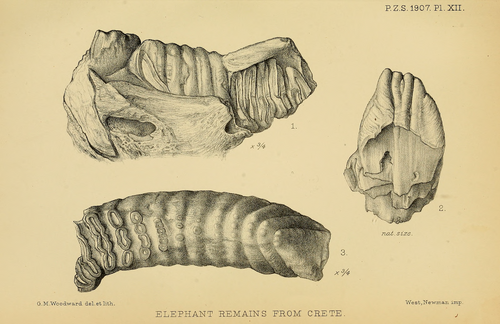 Cretan Dwarf Mammoth reference