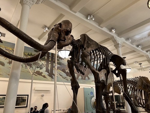 Woolly Mammoth reference