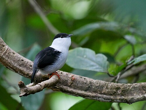 White-bearded Manakin reference