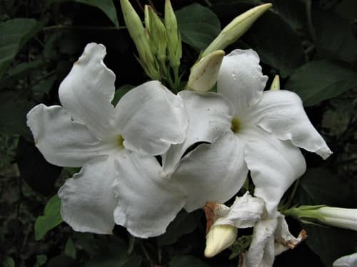 Chilean Jasmine reference