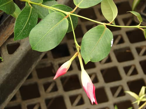 Pink Trumpet Vine reference
