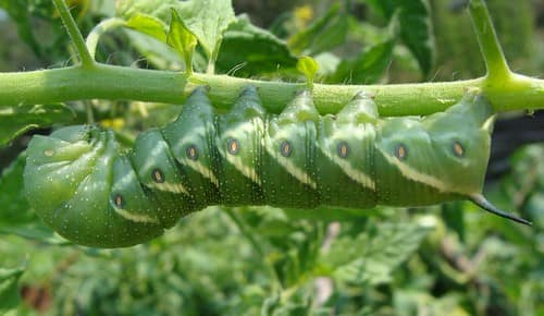Five-Spotted Hawk Moth reference