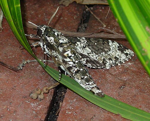 Rustic Sphinx Moth reference