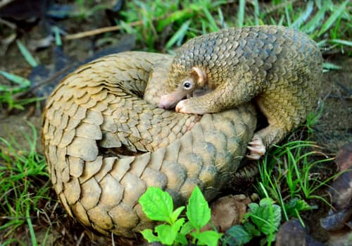 Philippine Pangolin reference