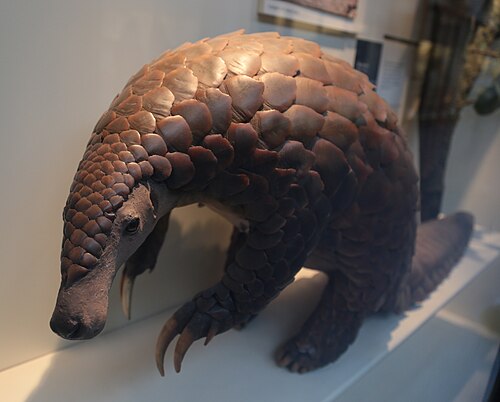 Giant Pangolin reference