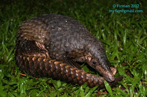 Sunda Pangolin reference