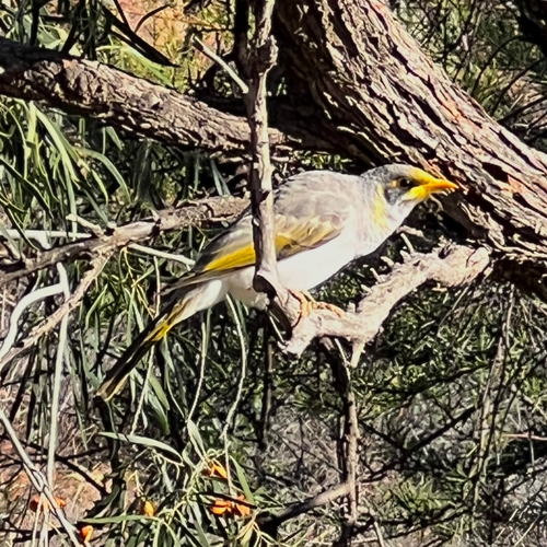 Yellow-throated Miner reference