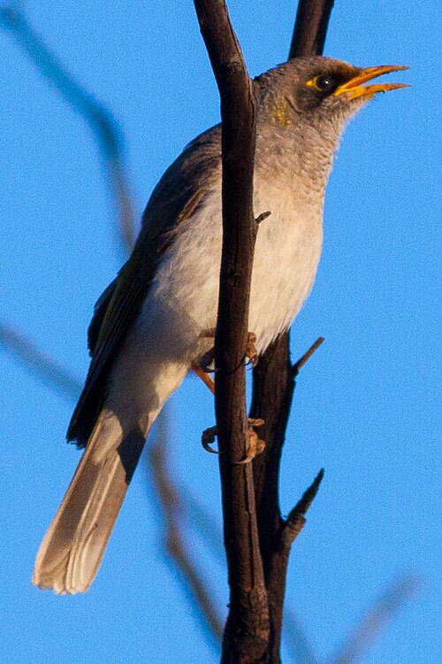 Black-eared Miner reference