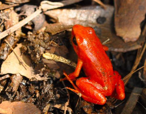 Golden Mantella reference