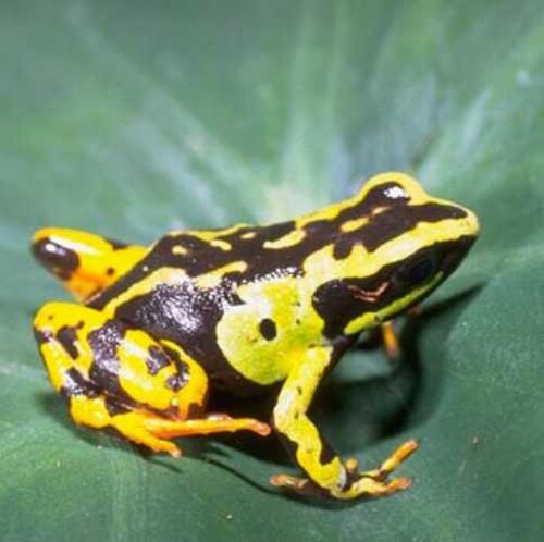 Madagascan Mantella reference