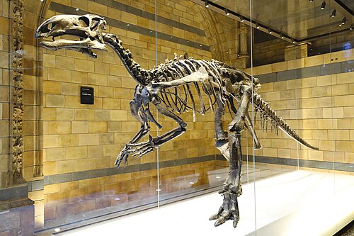 Mantellisaurus reference