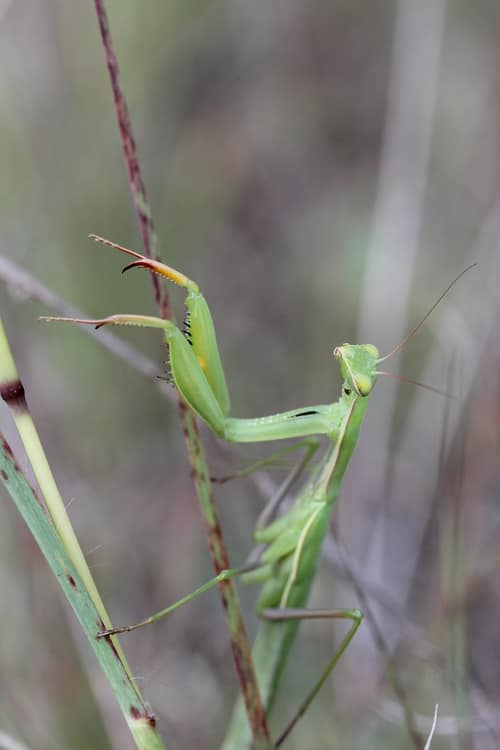 European Mantis reference