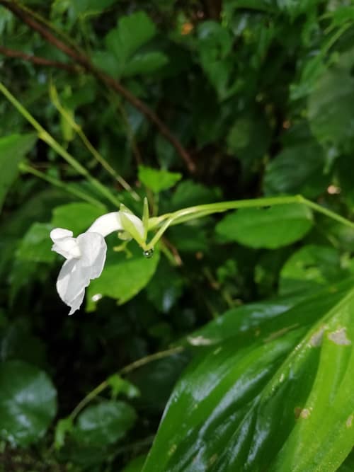 Arrowroot reference