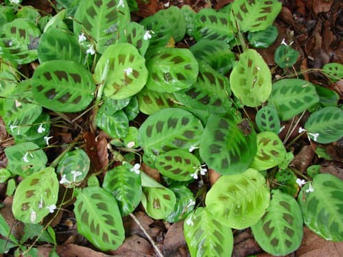 Maranta Prayer Plant reference