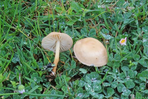 Fairy Ring Mushroom reference
