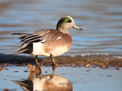 American Wigeon reference