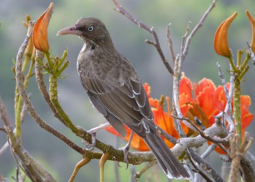 Pearly-eyed Thrasher reference