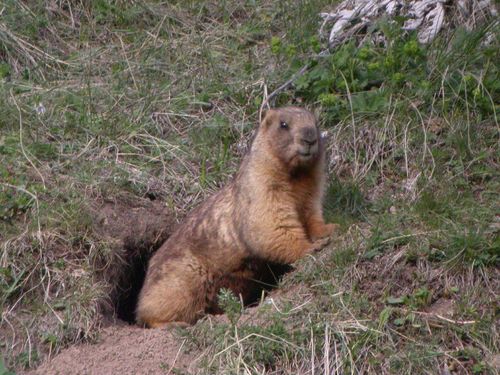Gray Marmot reference