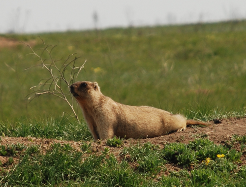 Bobak Marmot reference