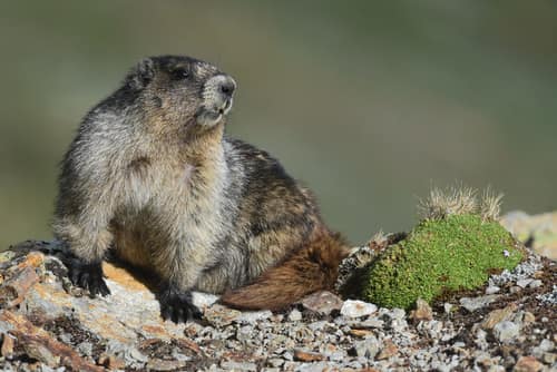 Hoary Marmot reference