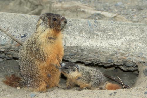Yellow-bellied Marmot reference