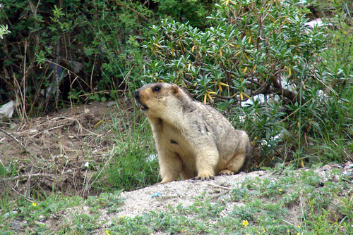 Himalayan Marmot reference