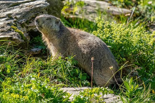 Alpine Marmot reference
