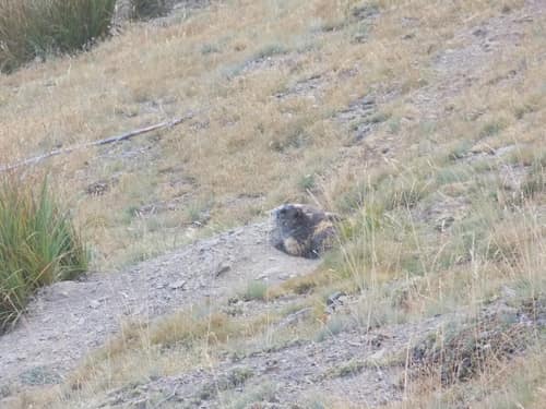 Olympic Marmot reference