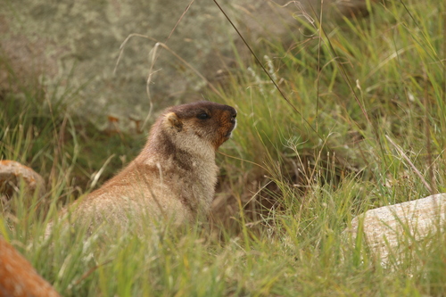 Tarbagan Marmot reference