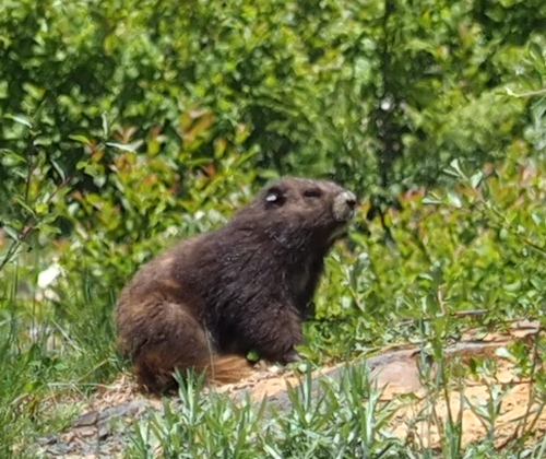 Vancouver Island Marmot reference