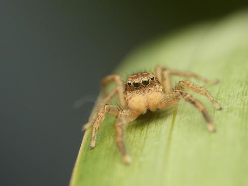 Reed Jumping Spider reference