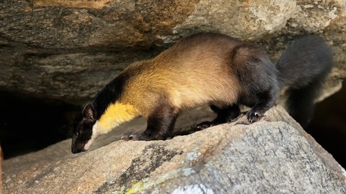 Yellow-throated Marten reference