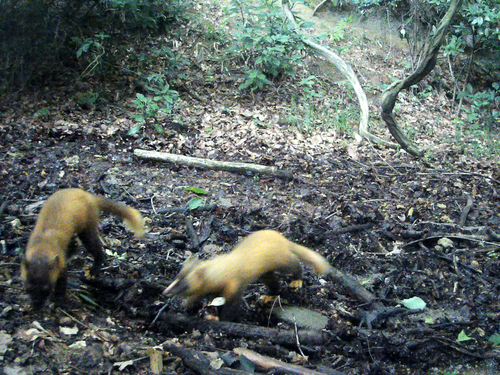 Japanese Marten reference